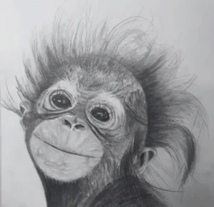 Pencil drawing of a baby orangutan. Learn to draw at our art classes.